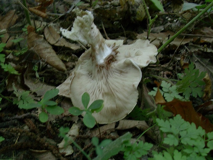 813 Ottobre vecchio ritrovamento